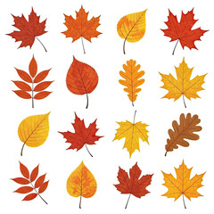 set of autumn leaves