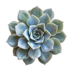 Succulent plant, rosette of pale gray-green leaves