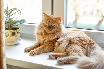 A fluffy ginger cat lies comfortably on a windowsil and has relax.