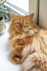 A fluffy ginger cat lies comfortably on a windowsil and has relax.