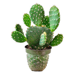 A prickly pear cactus in a pot