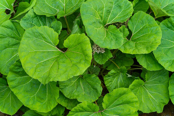 Butterbur leaves