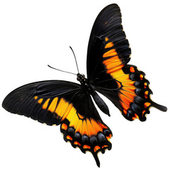 Black and orange butterfly in flight
