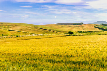 picturesque sunset or sunrise in nice green and yellow shiny field with beautiful golden rows of...
