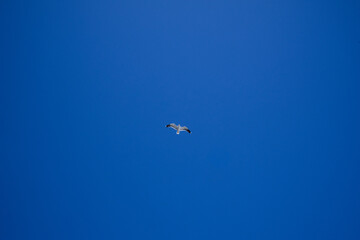 Solitary seagull gliding in clear blue sky