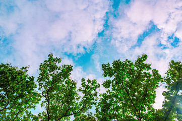 Natural Series : Teak tree with green leaves on sky background. Clear morning sky. Green trees in sunny day. Tall trees amidst bright blue skies in a park.