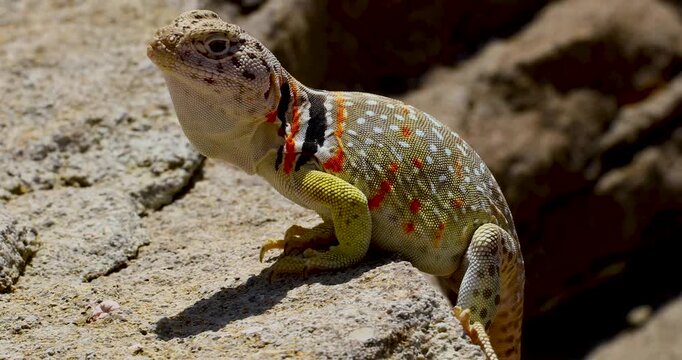 Static closeup video of a female Eastern Collared lizard Crotaphytus collaris. The lizard shakes it's head.