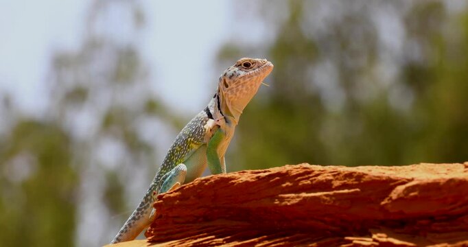 Static closeup video of a male Eastern Collared lizard Crotaphytus collaris