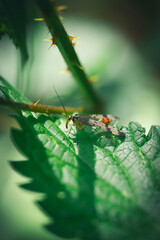 Kleiner Waldbewohner