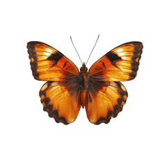 Close-up of an orange and brown butterfly