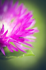 Kleiner Käfer Große Blüte