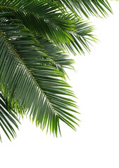 Naklejka premium Close-up of vibrant green palm fronds