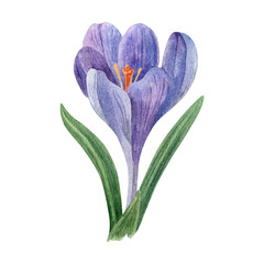 Watercolor Illustration of a Purple Crocus Flower