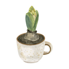 Watercolor Illustration of Hyacinth Plant in Tea Cup
