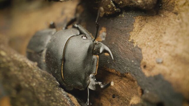 Lesser stag beetle (Dorcus parallelipipedus). Close-up.