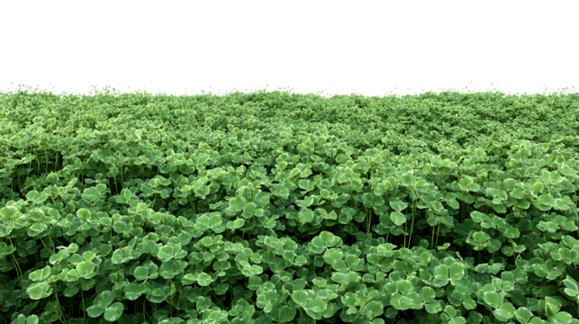 A dense field of lush green clover plants symbolizing luck and nature isolated on transparent background