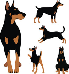 Dogs doberman cartoon with 5 poses. Vector illustration.eps