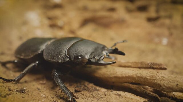  Lesser stag beetle (Dorcus parallelipipedus) . Extreme close-up.