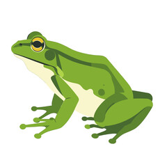 Fototapeta premium Green Frog Illustration