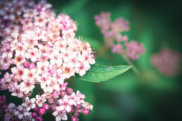 Ameise im Bl&uuml;tenmeer