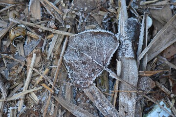frost on a leaf on the ground