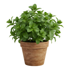 Small green potted plant growing in brown terracotta container