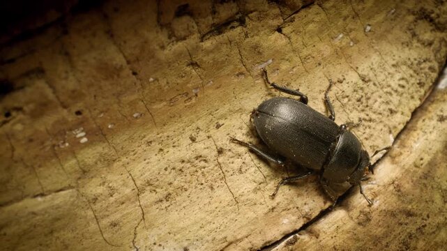 Vilnius, Lithuania &ndash; July 24, 2025. Lesser stag beetle (Dorcus parallelipipedus) crawling. Close-up.