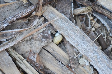 shell on the ground in winter cowered with frost closeup of photo with shallow depth of field