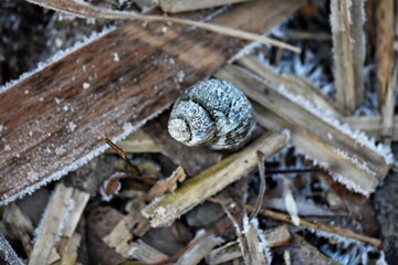 shell on the ground in winter cowered with frost closeup of photo with shallow depth of field