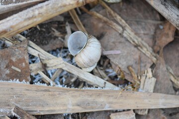 shell on the ground in winter cowered with frost closeup of photo with shallow depth of field