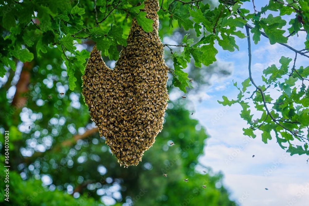 Poster a swarm of honey bees clusters on a tree branch, forming a natural colony. the bees create a strikin