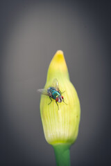 Fliege