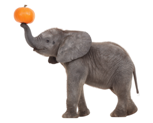 Baby elephant gray balancing pumpkin trunk isolated transparency background playful animal autumn creative fun standing mammal Halloween cute wildlife young joyful seasonal fantasy