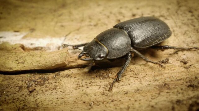 Lesser stag beetle (Dorcus parallelipipedus). Close-up.