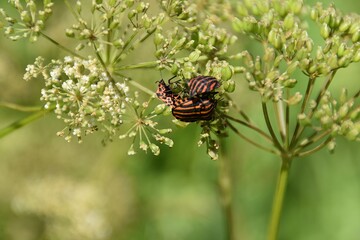 These insects on a wildflower in nature are Italian stink bugs.