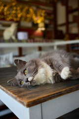 A Cute Cat lounging comfortably in a Bright and inviting Living Room filled with light