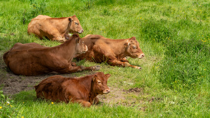 Resting cows on a meadow