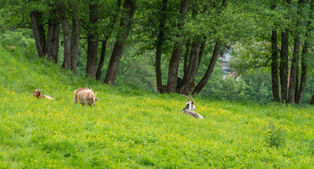 Resting goats