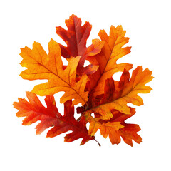 Vibrant cluster of autumn oak leaves in warm shades of red orange and yellow isolated on transparent background