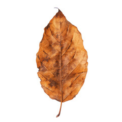Close-up of a dried, autumn leaf