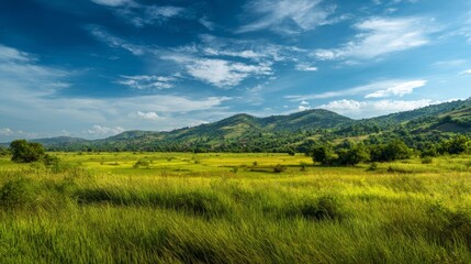 Fototapeta premium panoramic landscape of green fields for background