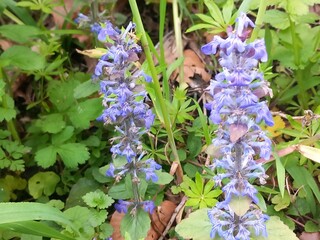 Wild Blume