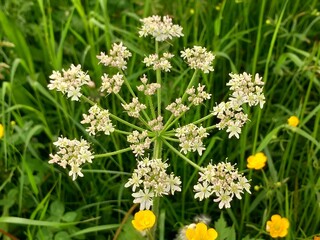Wild Blume 2