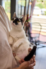 A Cute Cat lounging comfortably in a Bright and inviting Living Room filled with light