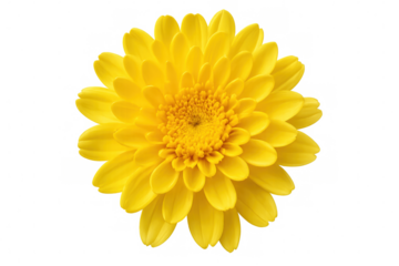 Bright yellow chrysanthemum revealing intricate petal layers, blooming against transparent background with vibrant golden hue