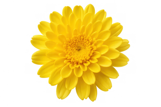 Bright yellow chrysanthemum revealing intricate petal layers, blooming against transparent background with vibrant golden hue