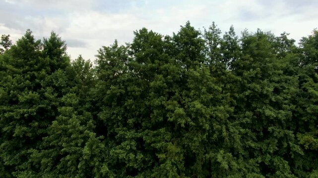 łąka las jezioro torfowisko natura polska z lotu ptaka dron