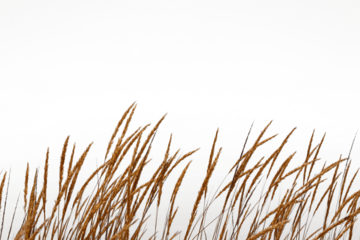 The Golden grass swaying at sunset by sea and mountains