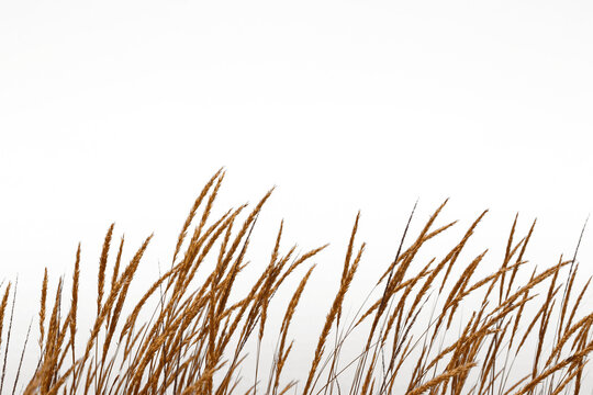 The Golden grass swaying at sunset by sea and mountains - Powered by Adobe