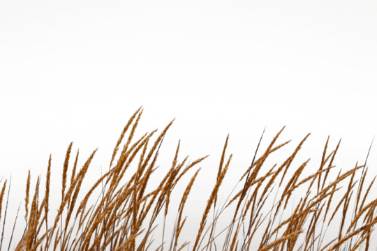 The Golden grass swaying at sunset by sea and mountains